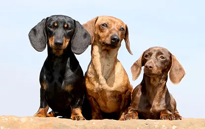 Сколько живут таксы