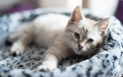 Можно ли оставлять котенка дома одного?