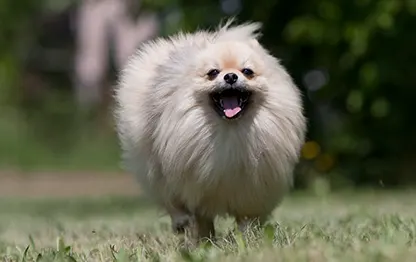 Чем кормить шпица