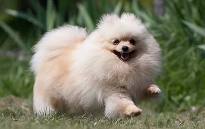 Сколько живут шпицы