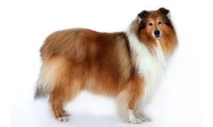 Порода колли