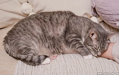 Почему кошка спит на человеке?