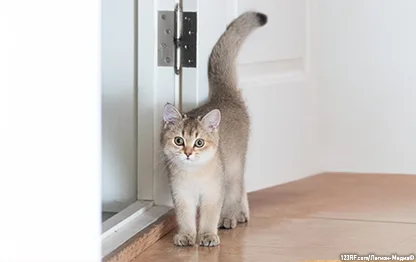 Как подружить кошку с котенком