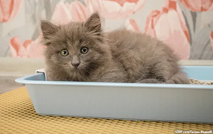 Какой наполнитель для котят лучше?