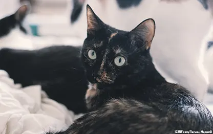 Сколько пальцев у кошки на передних и задних лапах?