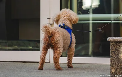 Можно ли с собакой в магазин?