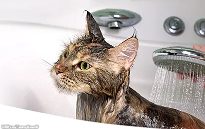 Можно ли мыть кошку человеческим шампунем?