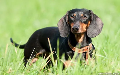 За сколько до прививки нужно дегельминтизировать собаку?