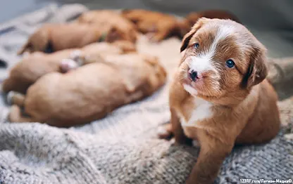 Когда открываются глаза у щенков