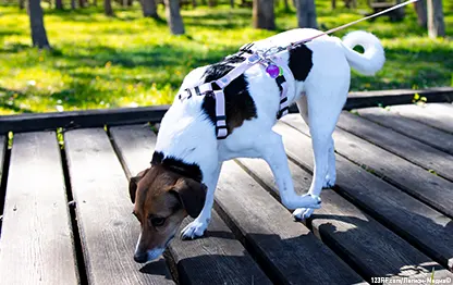 Что делать, если собаку укусила пчела или оса?