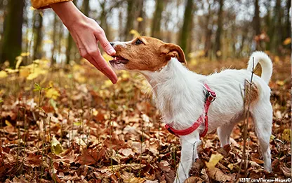 Что делать, если укусила собака?