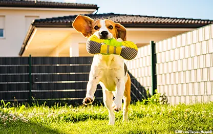 Вольер для собаки