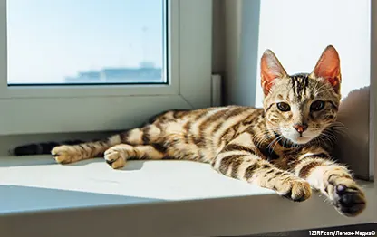 Сколько зубов у кошки?