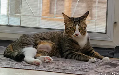 Как ухаживать за кошкой после кастрации (стерилизации)?