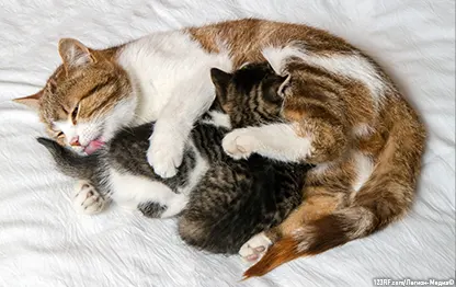 Как кошка ухаживает за котятами?
