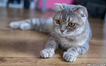 В каком возрасте можно кастрировать (стерилизовать) кошку?