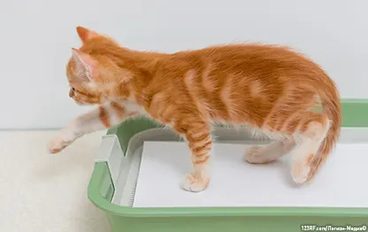 Как отучить кошку ходить не в лоток