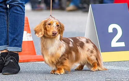 Выставка собак