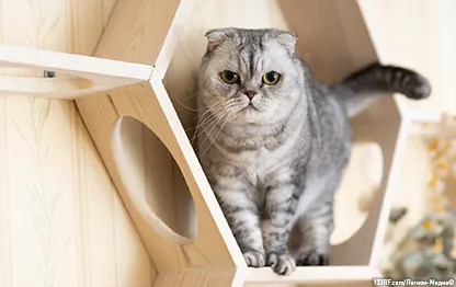 Что делать, если укусила кошка?