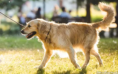 Закон о выгуле собак