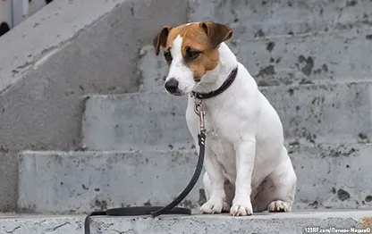 Что делать, если пропала собака?
