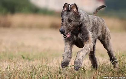 Синий язык у собак