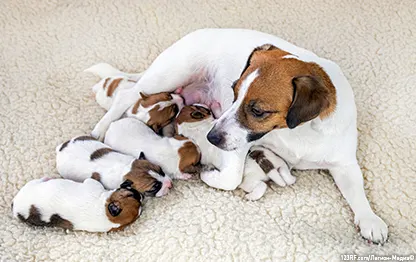 Чем кормить собаку после родов?