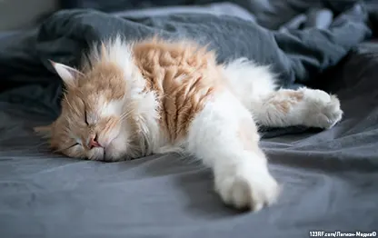 Почему кошка спит в ногах?
