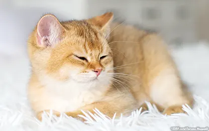 Как часто можно мыть кошку?