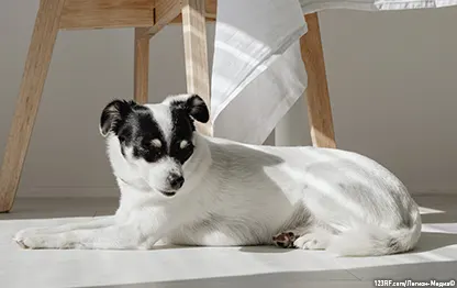 Есть ли течка у кастрированных стерилизованных собак?