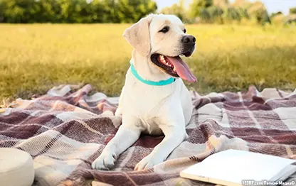 Сколько живут лабрадоры