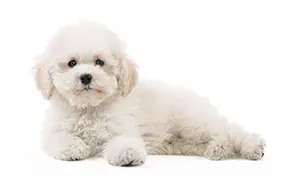 Карликовый пудель