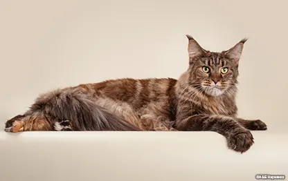 Беременность у породы мейн-кун: сколько длится и как проходит