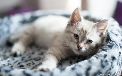 «Глисты» у котенка — как понять, что они есть и как правильно «проглистогонить» питомца