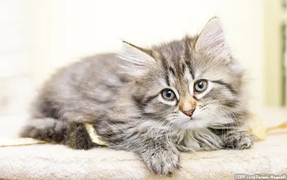 Как отучить котенка писать на кровать — что нужно делать владельцу?