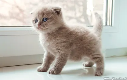 Как понять, что маленький котенок хочет в туалет?