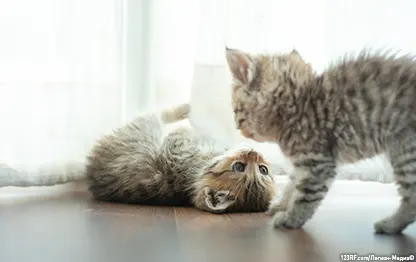 Как успокоить котенка и что делать с гиперактивным питомцем?