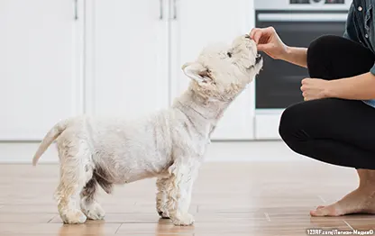 Можно ли давать хлеб собакам?