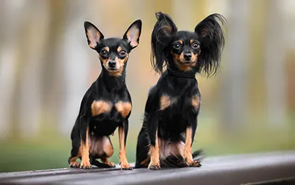 Беременность у породы той-терьер: сколько длится и как проходит