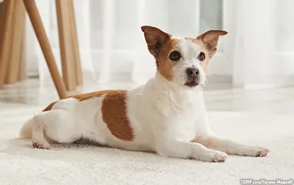 Бычий корень для собак