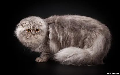 Чем кормить шотландскую вислоухую кошку?