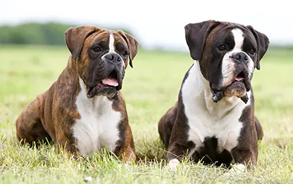 Брахицефальная собака