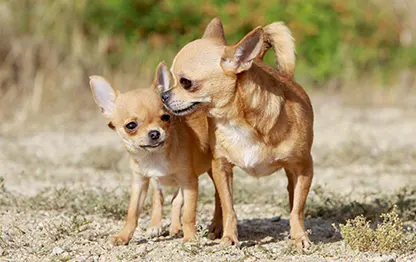 Гладкошерстные породы собак