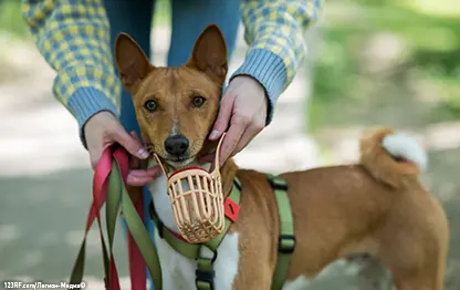 Какие бывают штрафы за выгул собак?