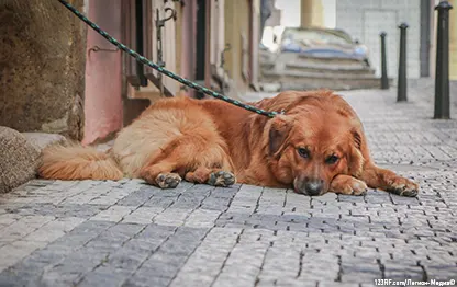 Что делать, если встретил незнакомую собаку?