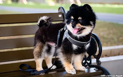 Шлейка или ошейник для собаки: что лучше?