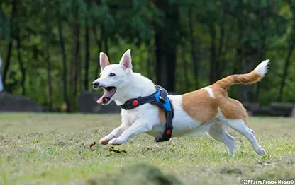 Польза углеводов для собак