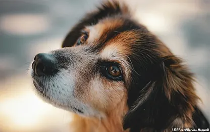 Беспородная собака