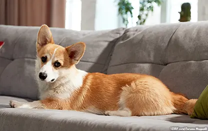 Как ухаживать за корги