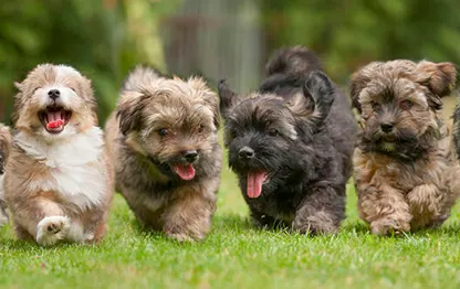 Декоративные породы собак